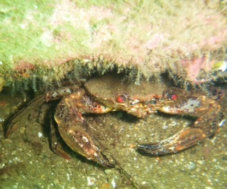 Crab at Eyemouth