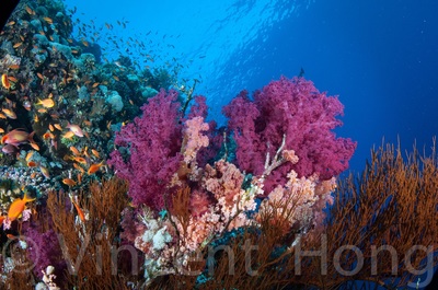 Red Sea dive